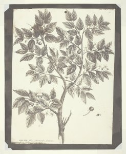 Copy of Botanical Engraving of "Celtis" by William Henry Fox Talbot
