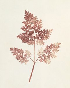 Fronds of Leaves, 1843