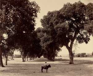 Calle de Guadeloupe, Chihuahua, Mexico by William Henry Jackson