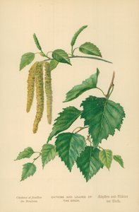 Catkins and Leaves of the Birch by William Henry James Boot