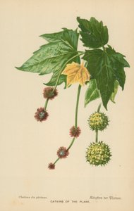 Catkins of the Plane by William Henry James Boot