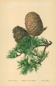 Cones of the Cedar by William Henry James Boot