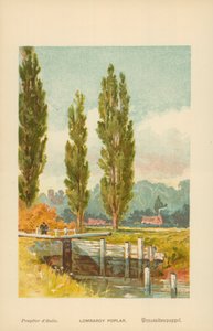 Lombardy Poplar by William Henry James Boot