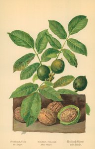 Walnut, Foliage and Fruit by William Henry James Boot