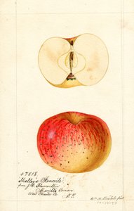 Shelleys Favorite Apples