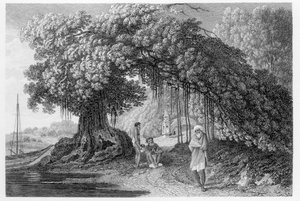 A Banyan Tree