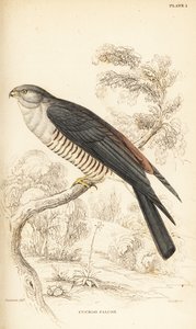 African cuckoo-hawk or cuckoo falcon