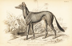 Arabian Greyhound, Canis lupus familiaris by William Home Lizars