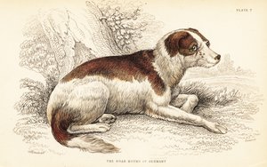 Boar hound of Germany, Canis lupus familiaris