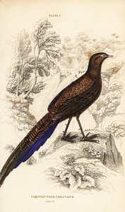 Bronze-tailed peacock-pheasant or Sumatran peacock-pheasant