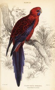Crimson rosella, Platycercus elegans