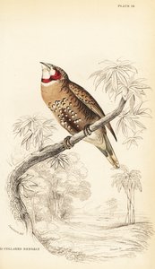 Cut-throat finch or ribbon finch, Amadina fasciata