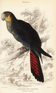 Glossy black cockatoo