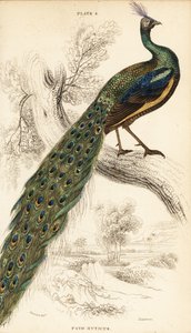 Green peafowl, Pavo muticus