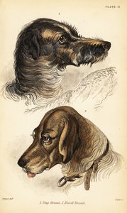 Heads of a stag hound and blood hound by William Home Lizars
