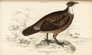 Himalayan monal, female
