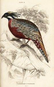 Koklass pheasant