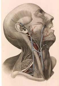 Muscles and Circulation of the Head and Neck