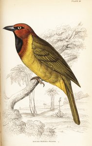 Olive-naped Weaver, Ploceus brachypterus