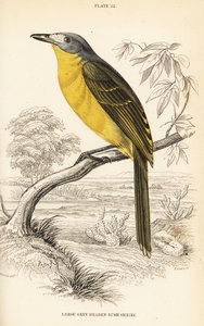 Olive bushshrike