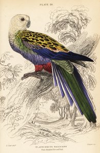 Pale-headed rosella, Platycercus adscitus palliceps