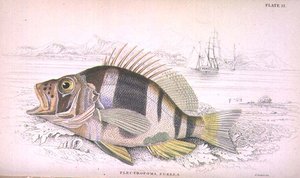 Plate 22 Plectropoma Puella, from 