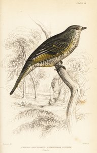 Red-shouldered Cuckooshrike, Female, Campephaga phoenicea by William Home Lizars