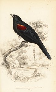 Red-shouldered cuckooshrike, male
