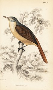 Red-tailed leaflove or climbing leaflove