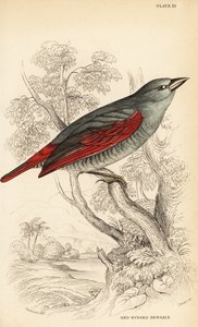 Red-winged pytilia