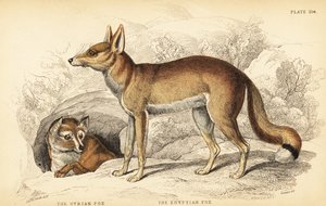 Syrian fox or Taaleb and Egyptian fox or Sabora