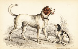 The Alpine or Great St Bernard dog and King Charles spaniel