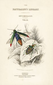 Title page with vignette of jewel beetle and patch-winged diamond beetle by William Home Lizars