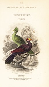 Titlepage with vignette of Guinea turaco, Tauraco persa buffoni, and violet turaco, Musophaga violacea