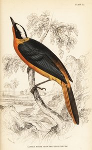 White-crowned robin-chat