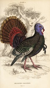 Wild Turkey, Male, Meleagris gallopavo