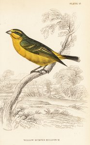 Yellow-fronted Canary, Crithagra mozambica caniceps