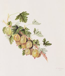Green Gooseberry, 1815