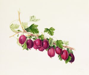Purple Gooseberry