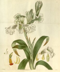 Chloraea Bletioides