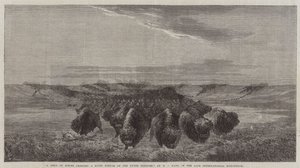 A Herd of Bisons crossing a River Bottom on the Upper Missouri, in the late International Exhibition by William Jacob, Sr. Hays