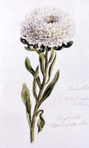 China Aster, painted at Bayswater by William James Linton
