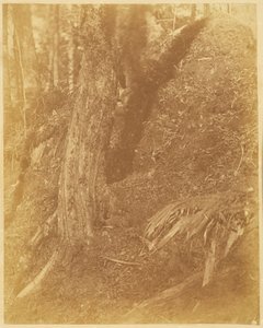 Untitled, from the portfolio The Forest: Adirondack Woods