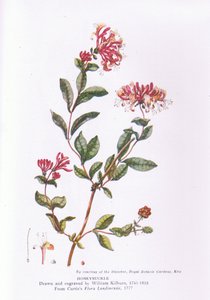 Honeysuckle, Nature in Britain Published by Collins, 1946 by William Kilburn