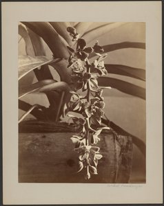 Orchids, Ceylon