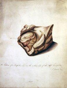 Study of the Brain II, c.1850 by William Lover