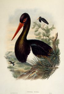 Black Stork, lithograph from Birds of Great Britain by William Matthew Hart