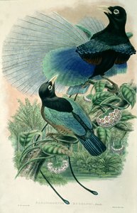 Blue Bird of Paradise