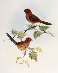 Brown-winged Parrotbill (Paradoxornis brunneus), lithograph from Birds of Asia