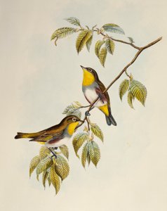 Chestnut-flanked White-eye (Zosterops erythropleurus), lithograph from Birds of Asia